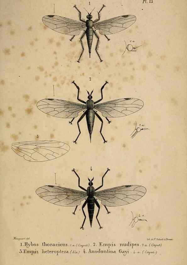 Reproducción/Reproduction 48602003267: Diptères exotiques nouveaux ou peu connus. Paris :Roret,1838-[43]. 