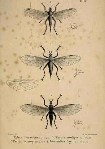 Reproducción/Reproduction 48602003267: Diptères exotiques nouveaux ou peu connus. Paris :Roret,1838-[43]. 