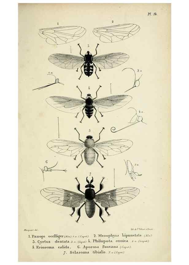 Reproducción/Reproduction 48602003802: Diptères exotiques nouveaux ou peu connus. Paris :Roret,1838-[43]. 