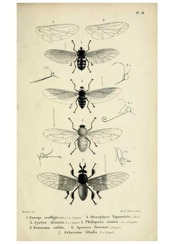 Reproducción/Reproduction 48602003802: Diptères exotiques nouveaux ou peu connus. Paris :Roret,1838-[43]. 
