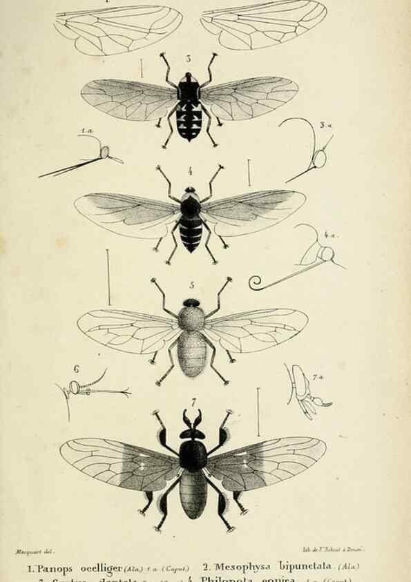 Reproducción/Reproduction 48602003802: Diptères exotiques nouveaux ou peu connus. Paris :Roret,1838-[43]. 