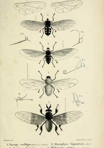 Reproducción/Reproduction 48602003802: Diptères exotiques nouveaux ou peu connus. Paris :Roret,1838-[43]. 