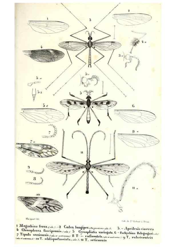 Reproducción/Reproduction 48601940306: Diptères exotiques nouveaux ou peu connus. Paris :Roret,1838-[43]. 
