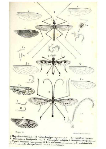Reproducción/Reproduction 48601940306: Diptères exotiques nouveaux ou peu connus. Paris :Roret,1838-[43]. 