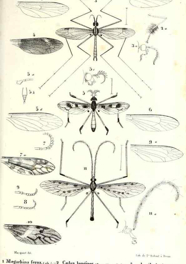 Reproducción/Reproduction 48601940306: Diptères exotiques nouveaux ou peu connus. Paris :Roret,1838-[43]. 
