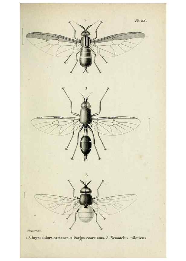 Reproducción/Reproduction 48601861351: Diptères exotiques nouveaux ou peu connus. Paris :Roret,1838-[43]. 
