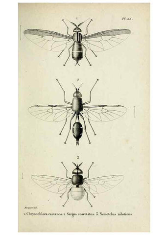 Reproducción/Reproduction 48601861351: Diptères exotiques nouveaux ou peu connus. Paris :Roret,1838-[43]. 