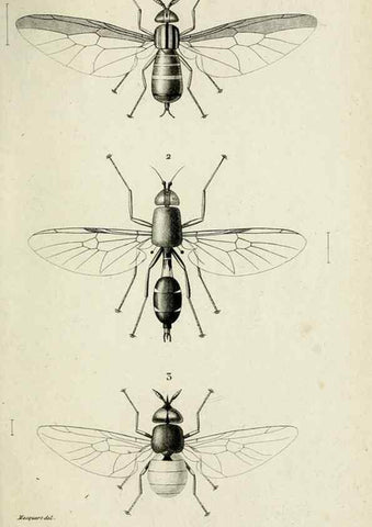 Reproducción/Reproduction 48601861351: Diptères exotiques nouveaux ou peu connus. Paris :Roret,1838-[43]. 