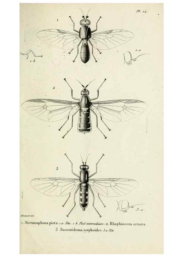 Reproducción/Reproduction 48601995357: Diptères exotiques nouveaux ou peu connus. Paris :Roret,1838-[43]. 