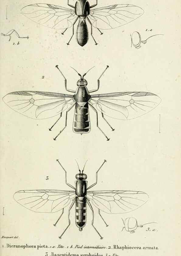 Reproducción/Reproduction 48601995357: Diptères exotiques nouveaux ou peu connus. Paris :Roret,1838-[43]. 