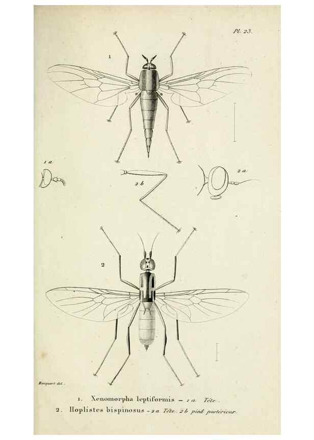 Reproducción/Reproduction 48601860276: Diptères exotiques nouveaux ou peu connus. Paris :Roret,1838-[43]. 