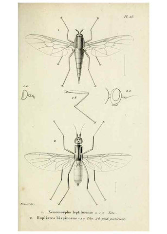 Reproducción/Reproduction 48601860276: Diptères exotiques nouveaux ou peu connus. Paris :Roret,1838-[43]. 
