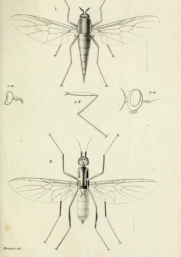 Reproducción/Reproduction 48601860276: Diptères exotiques nouveaux ou peu connus. Paris :Roret,1838-[43]. 