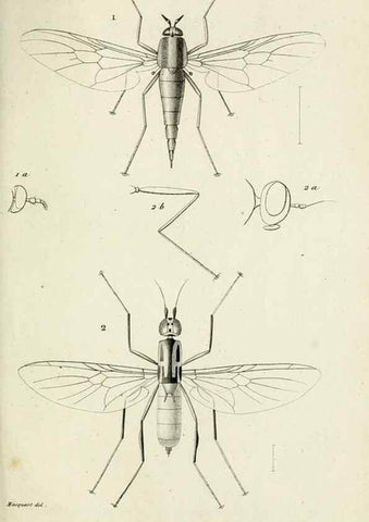 Reproducción/Reproduction 48601860276: Diptères exotiques nouveaux ou peu connus. Paris :Roret,1838-[43]. 