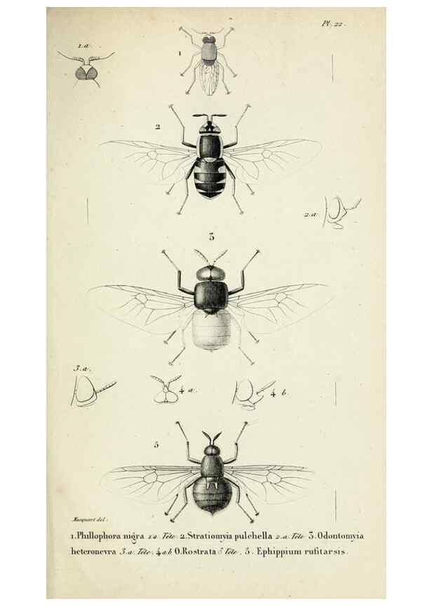 Reproducción/Reproduction 48601994382: Diptères exotiques nouveaux ou peu connus. Paris :Roret,1838-[43]. 