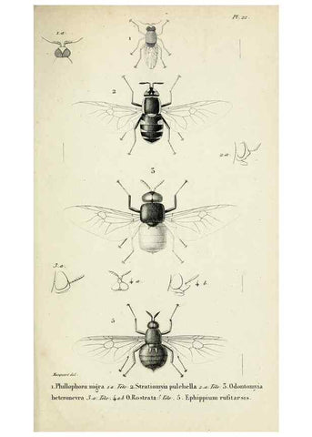 Reproducción/Reproduction 48601994382: Diptères exotiques nouveaux ou peu connus. Paris :Roret,1838-[43]. 
