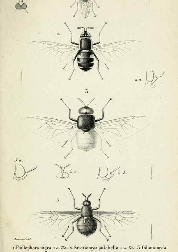 Reproducción/Reproduction 48601994382: Diptères exotiques nouveaux ou peu connus. Paris :Roret,1838-[43]. 