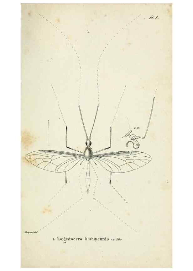 Reproducción/Reproduction 48601986627: Diptères exotiques nouveaux ou peu connus. Paris :Roret,1838-[43]. 