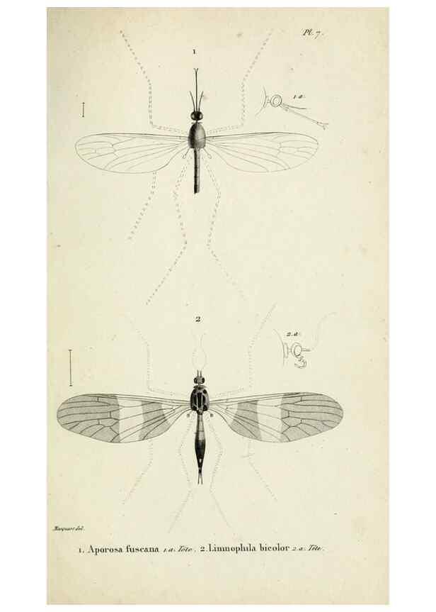Reproducción/Reproduction 48601853031: Diptères exotiques nouveaux ou peu connus. Paris :Roret,1838-[43]. 