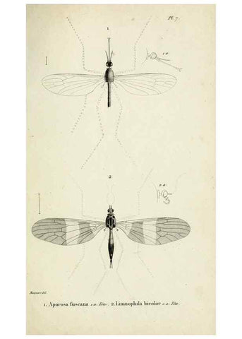 Reproducción/Reproduction 48601853031: Diptères exotiques nouveaux ou peu connus. Paris :Roret,1838-[43]. 