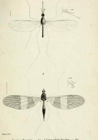Reproducción/Reproduction 48601853031: Diptères exotiques nouveaux ou peu connus. Paris :Roret,1838-[43]. 