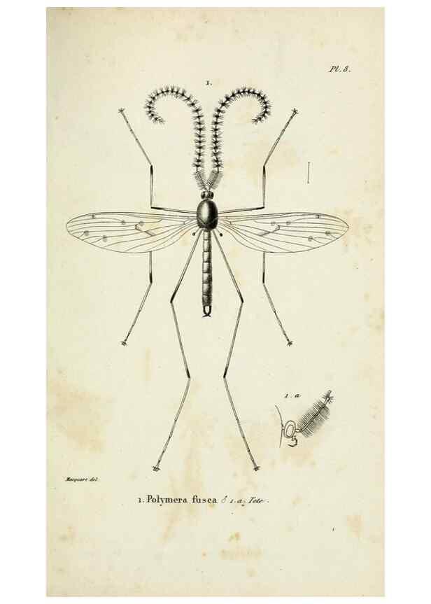 Reproducción/Reproduction 48601987457: Diptères exotiques nouveaux ou peu connus. Paris :Roret,1838-[43]. 