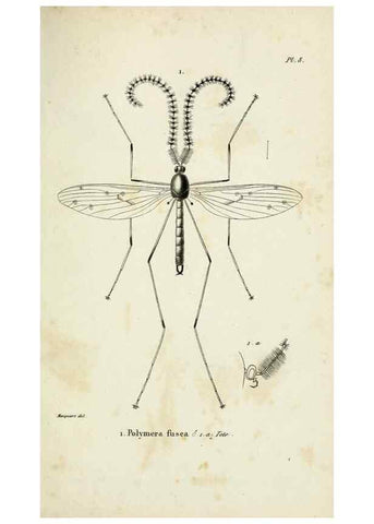 Reproducción/Reproduction 48601987457: Diptères exotiques nouveaux ou peu connus. Paris :Roret,1838-[43]. 