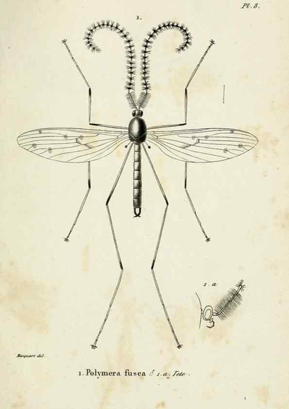 Reproducción/Reproduction 48601987457: Diptères exotiques nouveaux ou peu connus. Paris :Roret,1838-[43]. 