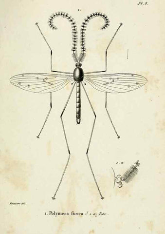 Reproducción/Reproduction 48601987457: Diptères exotiques nouveaux ou peu connus. Paris :Roret,1838-[43]. 