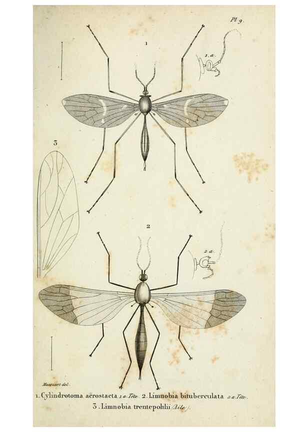 Reproducción/Reproduction 48601853836: Diptères exotiques nouveaux ou peu connus. Paris :Roret,1838-[43]. 