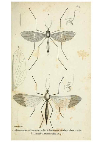 Reproducción/Reproduction 48601853836: Diptères exotiques nouveaux ou peu connus. Paris :Roret,1838-[43]. 