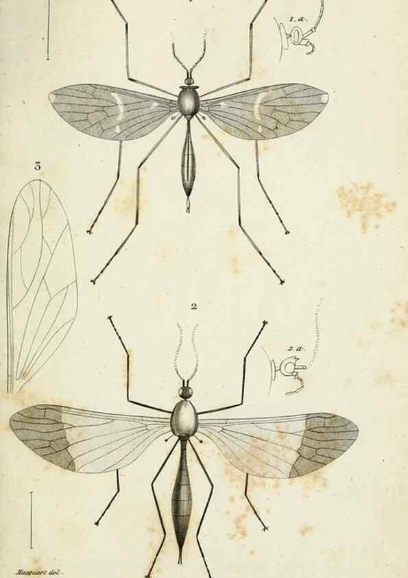 Reproducción/Reproduction 48601853836: Diptères exotiques nouveaux ou peu connus. Paris :Roret,1838-[43]. 