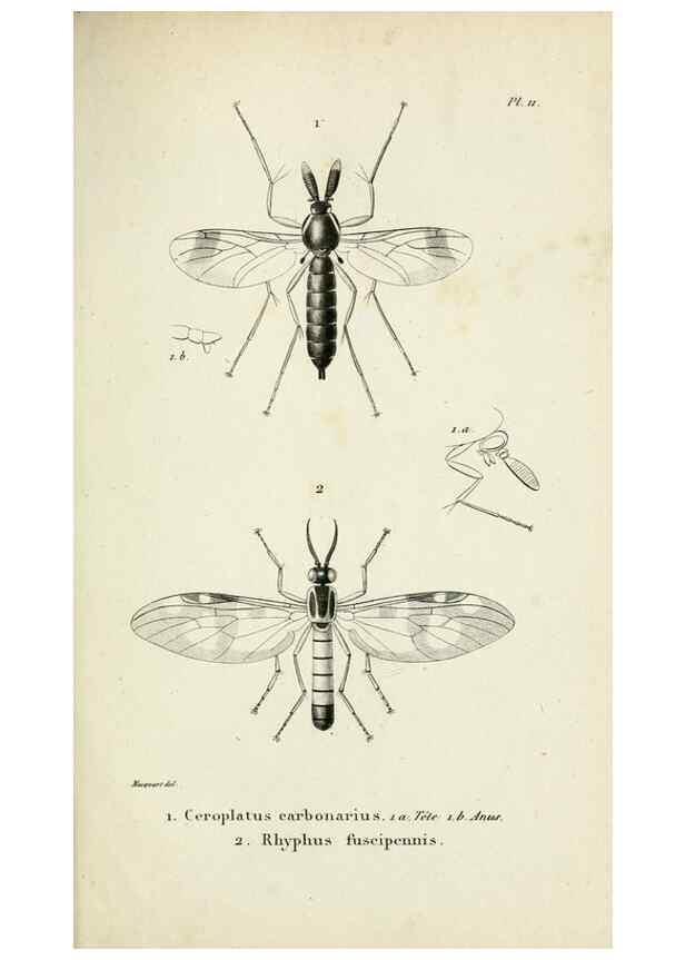 Reproducción/Reproduction 48601854731: Diptères exotiques nouveaux ou peu connus. Paris :Roret,1838-[43]. 