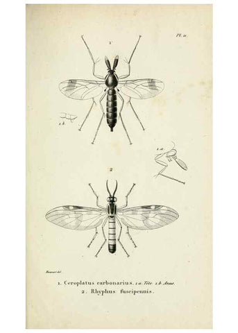 Reproducción/Reproduction 48601854731: Diptères exotiques nouveaux ou peu connus. Paris :Roret,1838-[43]. 