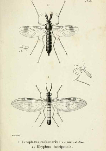 Reproducción/Reproduction 48601854731: Diptères exotiques nouveaux ou peu connus. Paris :Roret,1838-[43]. 