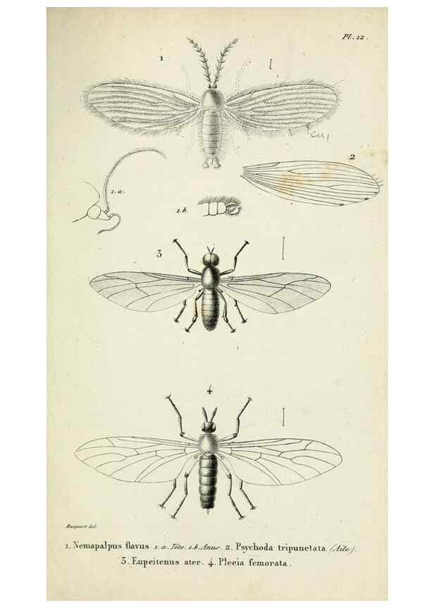 Reproducción/Reproduction 48601855196: Diptères exotiques nouveaux ou peu connus. Paris :Roret,1838-[43]. 
