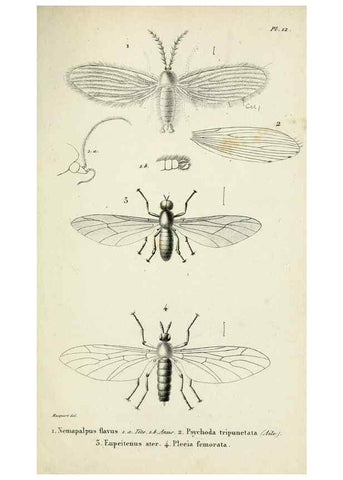Reproducción/Reproduction 48601855196: Diptères exotiques nouveaux ou peu connus. Paris :Roret,1838-[43]. 