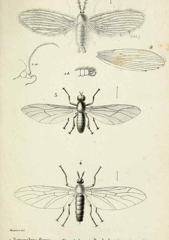Reproducción/Reproduction 48601855196: Diptères exotiques nouveaux ou peu connus. Paris :Roret,1838-[43]. 