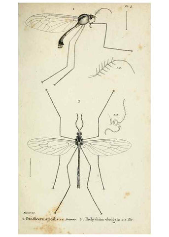 Reproducción/Reproduction 48601851636: Diptères exotiques nouveaux ou peu connus. Paris :Roret,1838-[43]. 