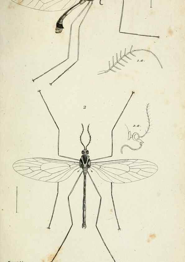 Reproducción/Reproduction 48601851636: Diptères exotiques nouveaux ou peu connus. Paris :Roret,1838-[43]. 