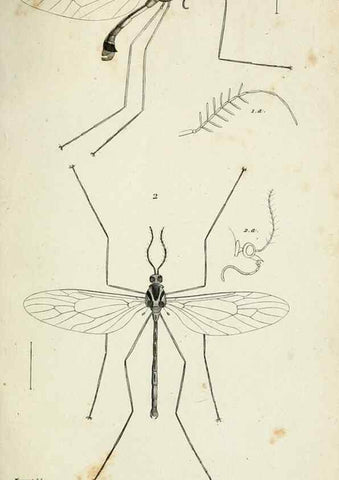 Reproducción/Reproduction 48601851636: Diptères exotiques nouveaux ou peu connus. Paris :Roret,1838-[43]. 