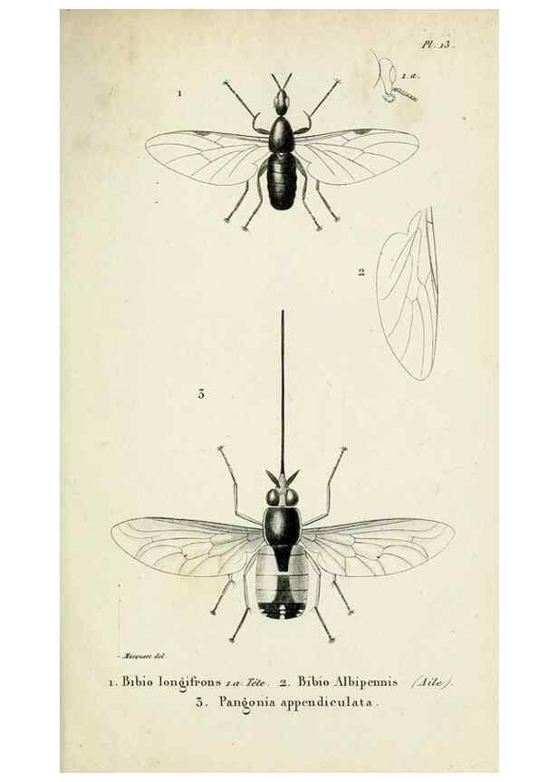 Reproducción/Reproduction 48601989682: Diptères exotiques nouveaux ou peu connus. Paris :Roret,1838-[43]. 