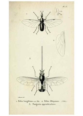 Reproducción/Reproduction 48601989682: Diptères exotiques nouveaux ou peu connus. Paris :Roret,1838-[43]. 