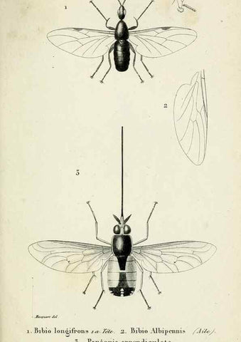 Reproducción/Reproduction 48601989682: Diptères exotiques nouveaux ou peu connus. Paris :Roret,1838-[43]. 