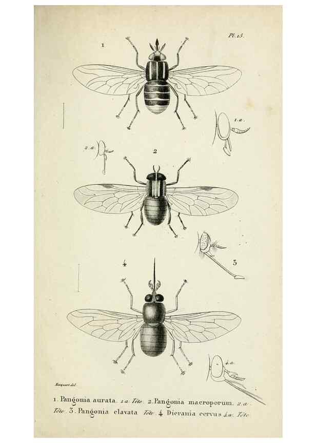 Reproducción/Reproduction 48601856691: Diptères exotiques nouveaux ou peu connus. Paris :Roret,1838-[43]. 