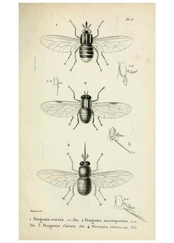 Reproducción/Reproduction 48601856691: Diptères exotiques nouveaux ou peu connus. Paris :Roret,1838-[43]. 