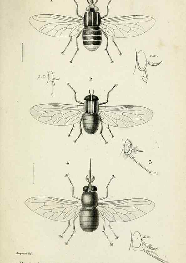 Reproducción/Reproduction 48601856691: Diptères exotiques nouveaux ou peu connus. Paris :Roret,1838-[43]. 