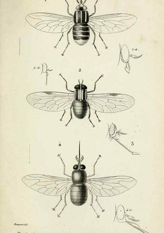 Reproducción/Reproduction 48601856691: Diptères exotiques nouveaux ou peu connus. Paris :Roret,1838-[43]. 