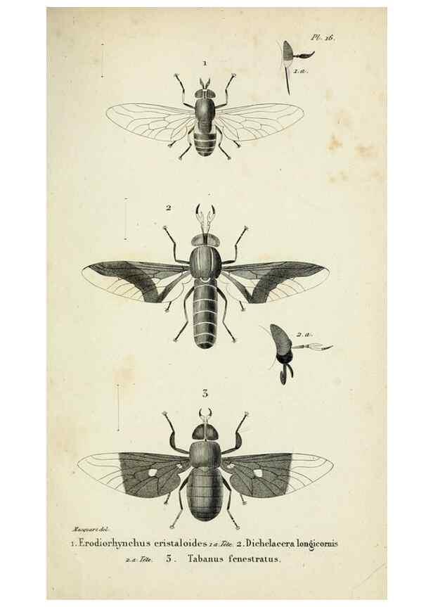 Reproducción/Reproduction 48601857161: Diptères exotiques nouveaux ou peu connus. Paris :Roret,1838-[43]. 