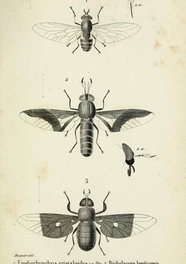 Reproducción/Reproduction 48601857161: Diptères exotiques nouveaux ou peu connus. Paris :Roret,1838-[43]. 